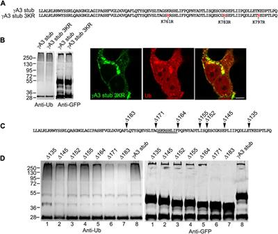 Ubiquitination of the protocadherin-γA3 variable cytoplasmic domain modulates cell-cell interaction